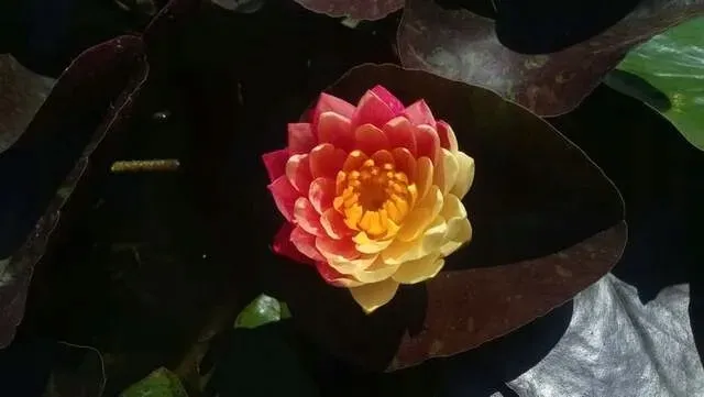 lilia-wodna-wanvisa-piekna-nymphaea-kolor-kwiatow-inny-kolor