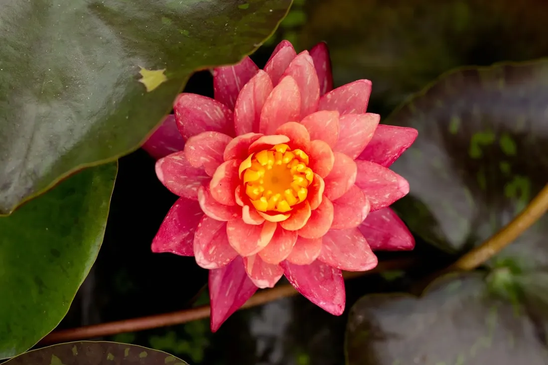 lilia-wodna-wanvisa-piekna-nymphaea