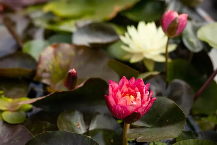 lilia-wodna-wanvisa-piekna-nymphaea-kolor-kwiatow-inny-kolor-kod-producenta-wodne-rosliny-pl