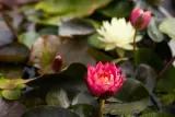 lilia-wodna-wanvisa-piekna-nymphaea-kolor-kwiatow-inny-kolor-kod-producenta-wodne-rosliny-pl