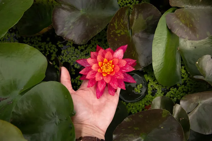 lilia-wodna-wanvisa-piekna-nymphaea-kolor-kwiatow-inny-kolor-producent-perfekt-klik-sylwia-grzelak-wodne-rosliny