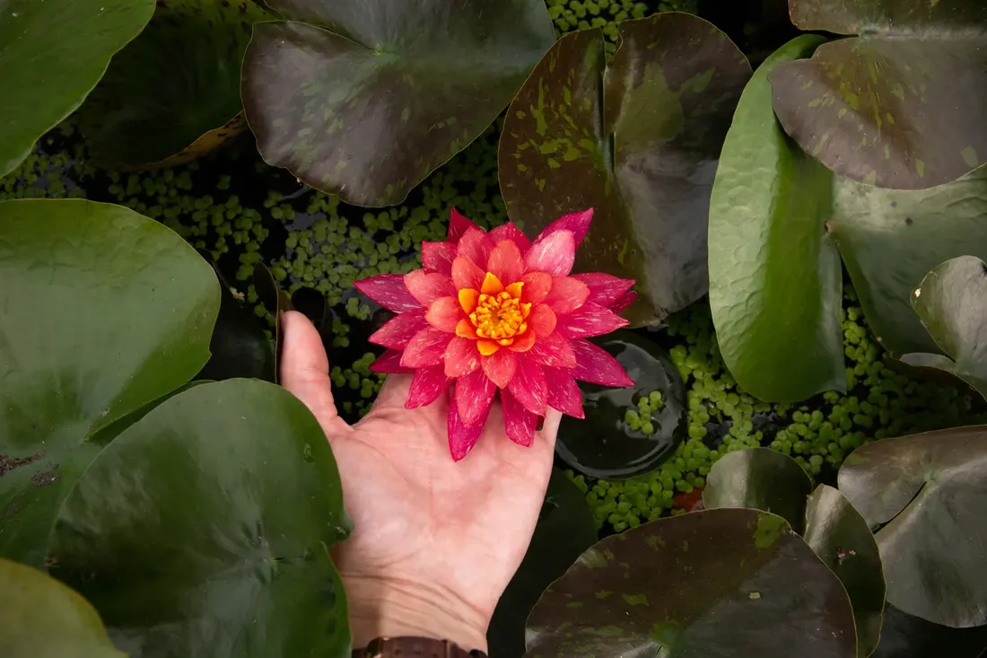 lilia-wodna-wanvisa-piekna-nymphaea-kolor-kwiatow-inny-kolor