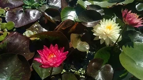 lilia-wodna-wanvisa-piekna-nymphaea-rodzaj-rosliny-plywajace-roslina-w-postaci-sadzonka-z-golym-korzeniem
