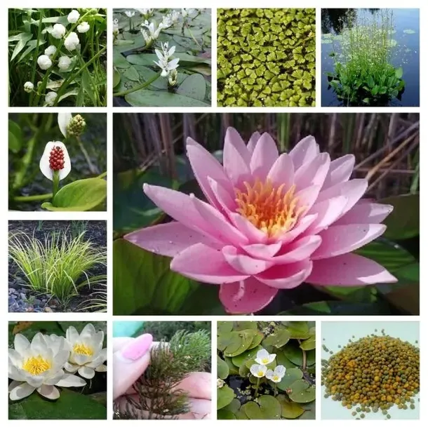 lilia-wodna-wanvisa-piekna-nymphaea-rodzaj-rosliny-plywajace-producent-perfekt-klik-sylwia-grzelak-wodne-rosliny