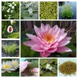 lilia-wodna-wanvisa-piekna-nymphaea-rodzaj-rosliny-plywajace-producent-perfekt-klik-sylwia-grzelak-wodne-rosliny