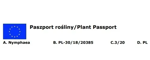 lilia-wodna-wanvisa-piekna-nymphaea-roslina-w-postaci-sadzonka-z-golym-korzeniem-rodzaj-rosliny-plywajace