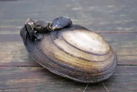 malze-oczyszczajace-do-oczka-wodnego