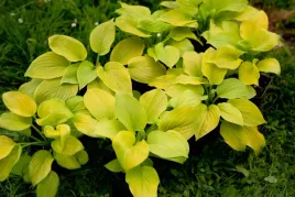 funkia-hosta-august-moon-do-ogrodu-i-wokol-oczka