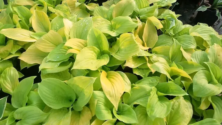 funkia-hosta-august-moon-do-ogrodu-i-wokol-oczka-rodzaj-rosliny-inny