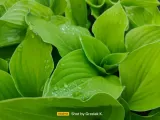 funkia-hosta-august-moon-do-ogrodu-i-wokol-oczka-kolor-kwiatow-inny-kolor