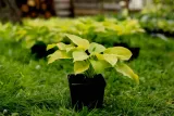 funkia-hosta-august-moon-do-ogrodu-i-wokol-oczka-roslina-w-postaci-sadzonka-z-golym-korzeniem