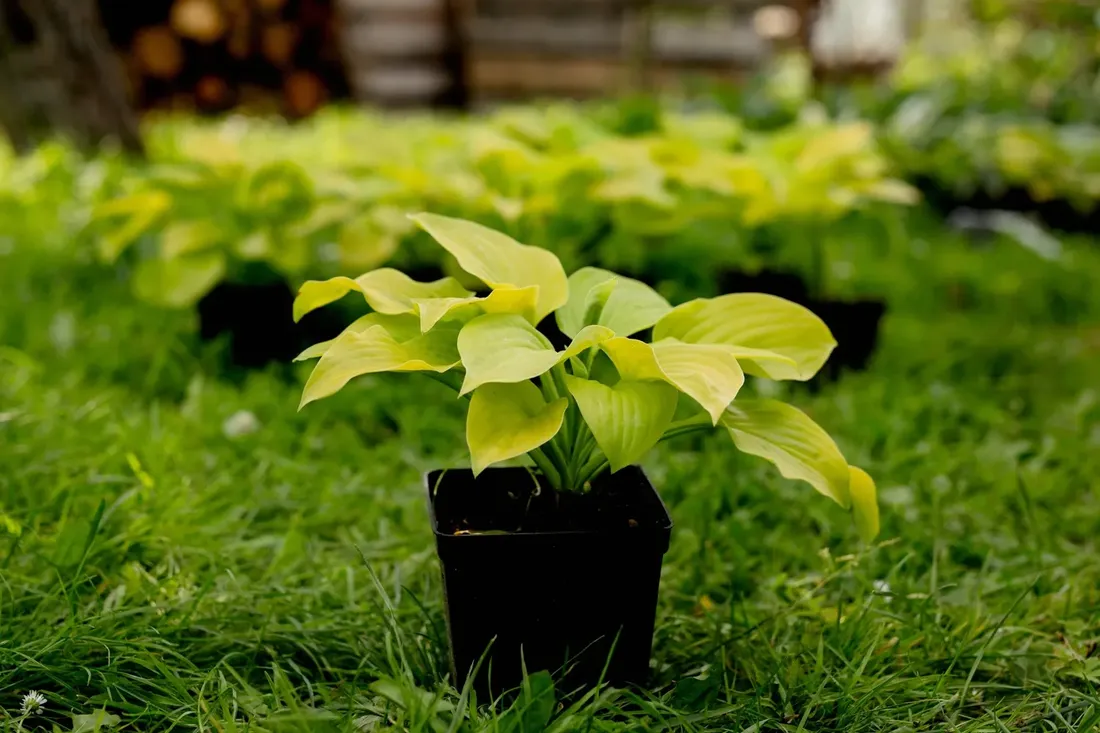 funkia-hosta-august-moon-do-ogrodu-i-wokol-oczka-rodzaj-rosliny-inny