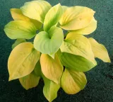 funkia-hosta-august-moon-do-ogrodu-i-wokol-oczka-kod-producenta-wodne-rosliny