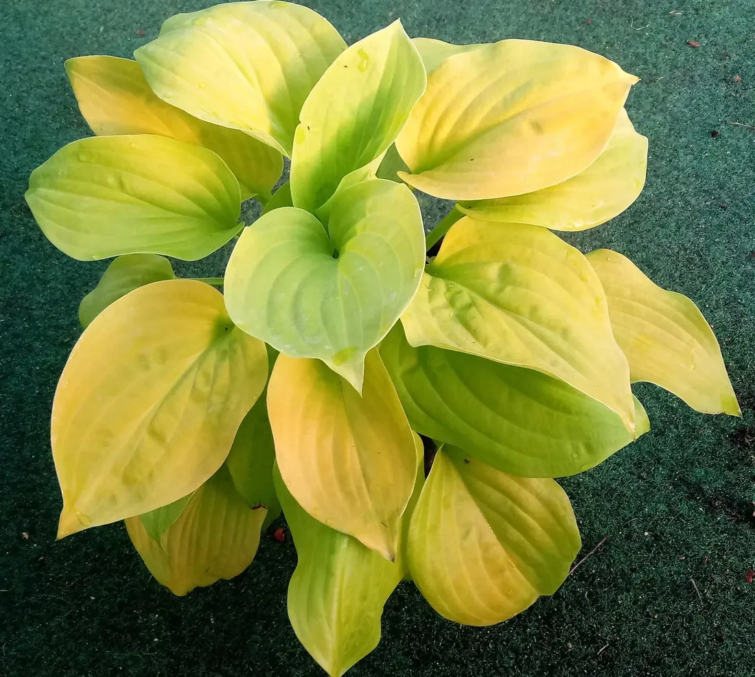 funkia-hosta-august-moon-do-ogrodu-i-wokol-oczka