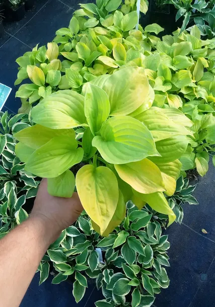 funkia-hosta-august-moon-do-ogrodu-i-wokol-oczka-producent-perfekt-klik-sylwia-grzelak-wodne-rosliny