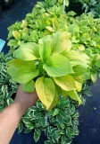 funkia-hosta-august-moon-do-ogrodu-i-wokol-oczka-producent-perfekt-klik-sylwia-grzelak-wodne-rosliny