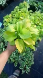 funkia-hosta-august-moon-do-ogrodu-i-wokol-oczka-nazwa-lacinska-hosta