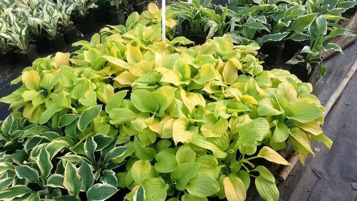 funkia-hosta-august-moon-do-ogrodu-i-wokol-oczka-rodzaj-rosliny-inny-kolor-kwiatow-inny-kolor