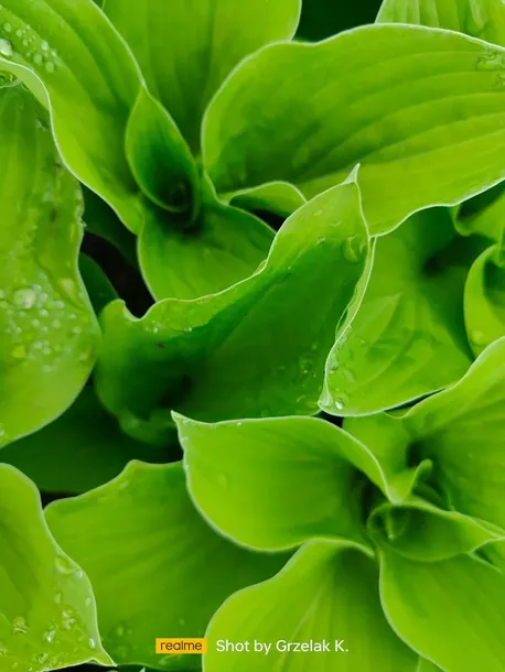 funkia-hosta-august-moon-do-ogrodu-i-wokol-oczka-rodzaj-rosliny-inny-roslina-w-postaci-sadzonka-z-golym-korzeniem