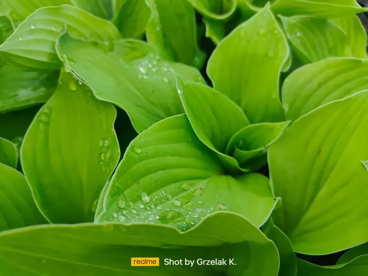funkia-hosta-august-moon-do-ogrodu-i-wokol-oczka-rodzaj-rosliny-inny-kod-producenta-wodne-rosliny