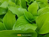 funkia-hosta-august-moon-do-ogrodu-i-wokol-oczka-rodzaj-rosliny-inny-kod-producenta-wodne-rosliny
