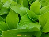 funkia-hosta-august-moon-do-ogrodu-i-wokol-oczka-rodzaj-rosliny-inny-producent-perfekt-klik-sylwia-grzelak-wodne-rosliny
