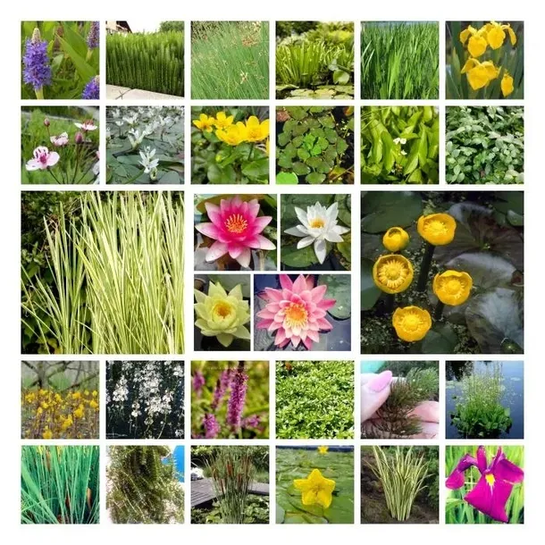 funkia-hosta-august-moon-do-ogrodu-i-wokol-oczka-kolor-kwiatow-inny-kolor-roslina-w-postaci-sadzonka-z-golym-korzeniem