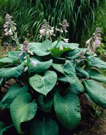 funkia-big-mama-do-ogrodu-i-wokol-oczka-duza-hosta