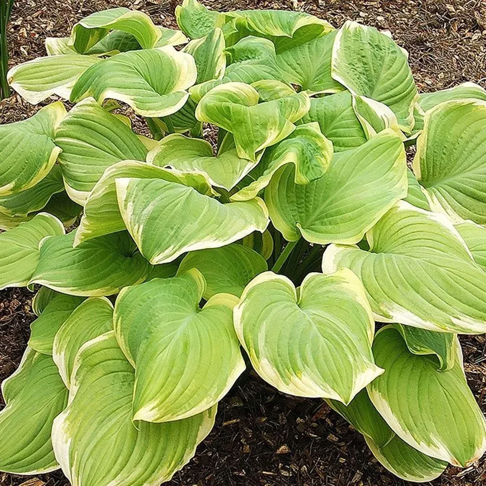 funkia-hosta-fragrant-bouquet-do-ogrodu