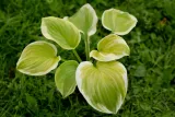 funkia-hosta-fragrant-bouquet-do-ogrodu-rodzaj-rosliny-inny