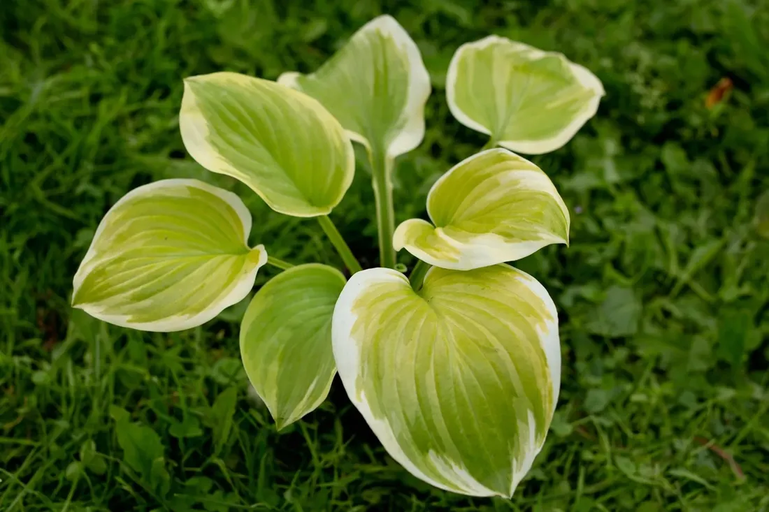 funkia-hosta-fragrant-bouquet-do-ogrodu