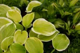 funkia-hosta-fragrant-bouquet-do-ogrodu-kolor-kwiatow-inny-kolor