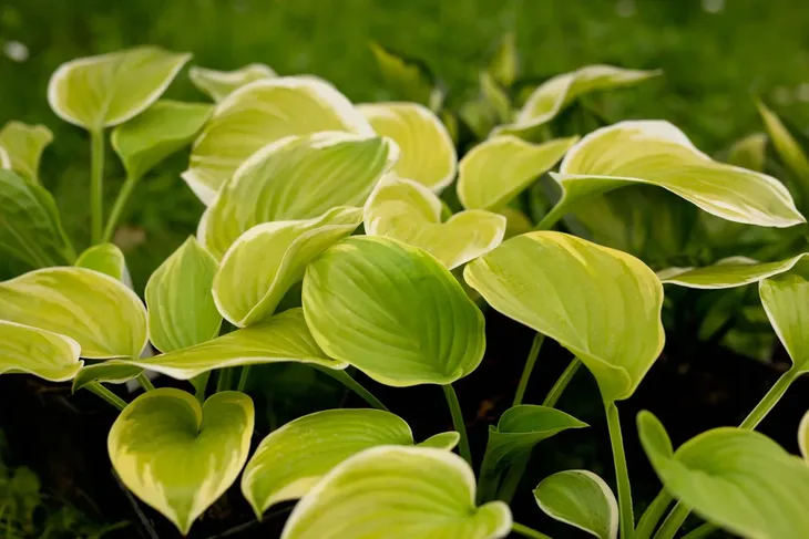 funkia-hosta-fragrant-bouquet-do-ogrodu-roslina-w-postaci-sadzonka-z-golym-korzeniem