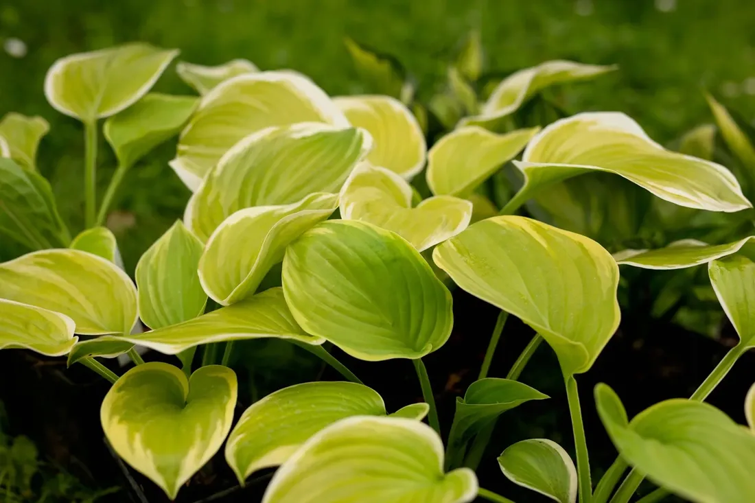 funkia-hosta-fragrant-bouquet-do-ogrodu
