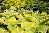 funkia-hosta-fragrant-bouquet-do-ogrodu-kod-producenta-wodne-rosliny
