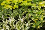 funkia-hosta-fragrant-bouquet-do-ogrodu-producent-perfekt-klik-sylwia-grzelak-wodne-rosliny