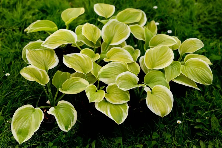 funkia-hosta-fragrant-bouquet-do-ogrodu-nazwa-lacinska-inna