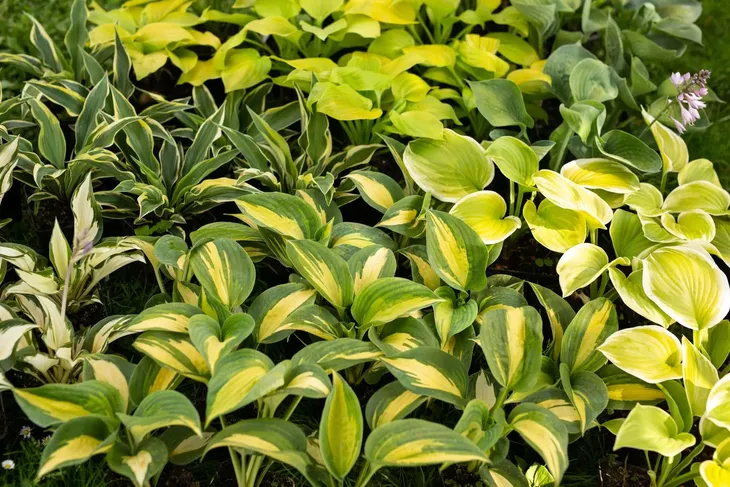 funkia-hosta-fragrant-bouquet-do-ogrodu-rodzaj-rosliny-inny-kolor-kwiatow-inny-kolor