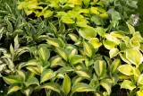 funkia-hosta-fragrant-bouquet-do-ogrodu-rodzaj-rosliny-inny-kolor-kwiatow-inny-kolor