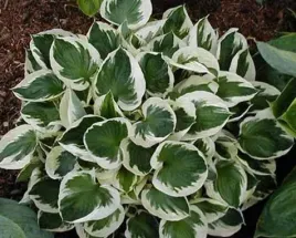 funkia-hosta-patriot-do-ogrodu-i-wokol-oczka