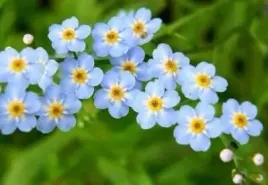 niezapominajka-blotna-do-oczka-i-ogrodu