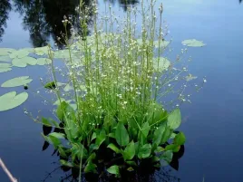 zabieniec-babka-wodna-do-oczka-wodnego