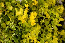tojesc-lysimachia-nummularia-gold-zloty-dywan