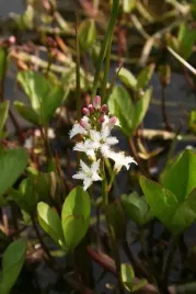 bobrek-trojlistkowy-roslina-do-oczka-wodnego