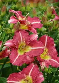 liliowiec-hemerocallis-matrousjka-ogrod-i-oczko