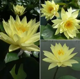 wyjatkowa-lilia-wodna-joey-tomocik