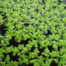 rzesa-wodna-do-oczka-uwielbiany-pokarm-ryb