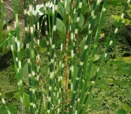 oczeret-zebrinus-roslina-ozdobna-do-oczka