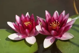 lilia-wodna-nymphaea-attraction-rozowa