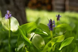 rozplaw-sercolistny-niebieski-pontederia-cordata